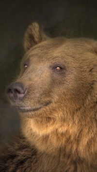 Głowa niedźwiedzia brunatnego