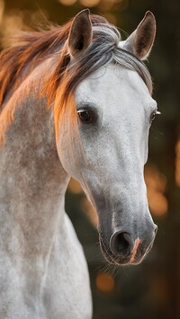 Głowa siwego konia