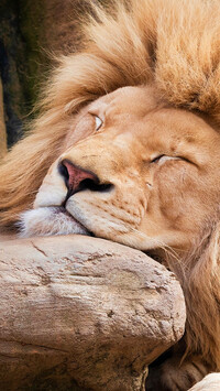 Głowa śpiącego lwa