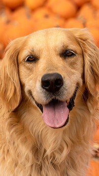 Golden retriever