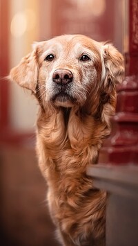 Golden retriever