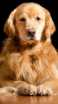 Golden retriever