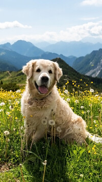 Golden retriever na łące