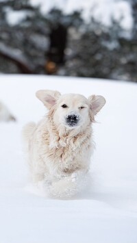 Golden retriever na śniegu