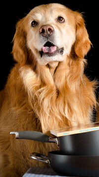 Golden retriever przy patelniach