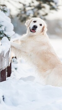 Golden retriever w śniegu oparty o płot