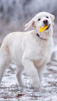 Golden retriever z zabawką