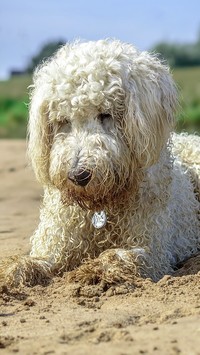 Goldendoodle na plaży