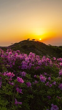 Góra Hwangmae i różaneczniki na tle wschodu słońca w Korei Południowej