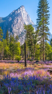Góra i kwitnący łubin w Parku Narodowym Yosemite