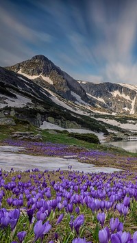 Górskie jezioro i łąka pełna krokusów wiosną