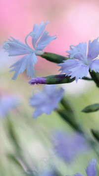Goździki liliowe