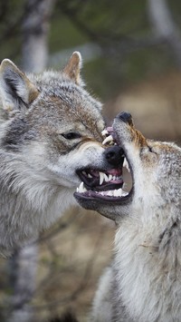 Gryzące się wilki