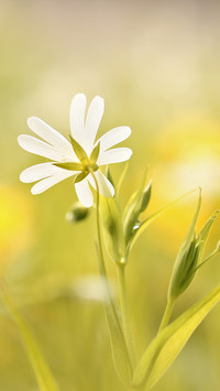 Gwiazdnica wielkokwiatowa biała