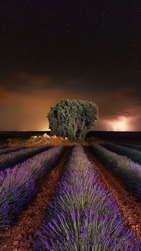 Gwiaździste nocne niebo nad polem lawendy