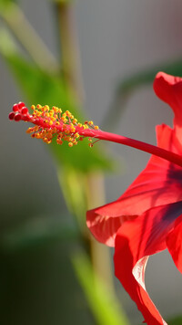 Hibiskus