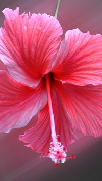 Hibiskus