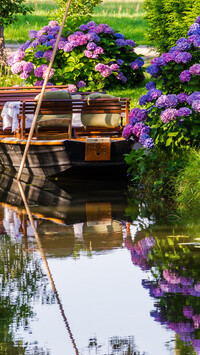 Hortensje obok łódki na rzece
