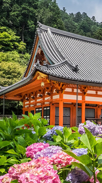 Hortensje przed świątynią Katsuo-ji