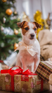 Jack Russell terier z kokardą