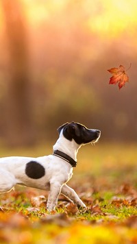 Jack Russell terrier biegnący za jesiennym liściem