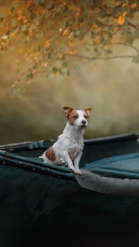 Jack Russell terrier na łódce