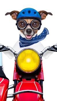 Jack Russell terrier na motocyklu