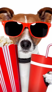 Jack Russell terrier w okularach przeciwsłonecznych