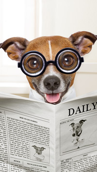 Jack Russell terrier w okularach z gazetą