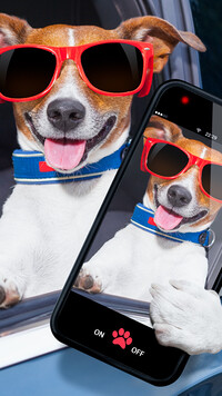 Jack Russell terrier z selfie