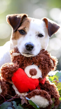 Jack Russell terrier z zabawką