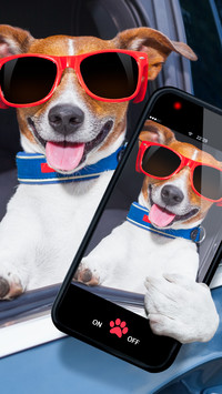 Jack Russell terrier ze smartfonem