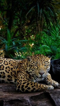 Jaguar leżący na skale