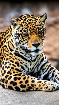 Jaguar na kamieniu