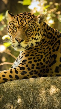 Jaguar na skale znakomicie wtopiony w tło