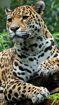 Jaguar wsparty o konar