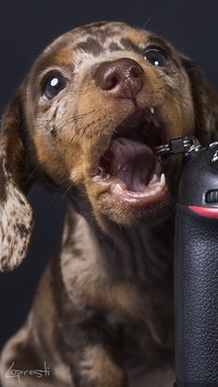 Jamnik krótkowłosy podgryzający aparat fotograficzny