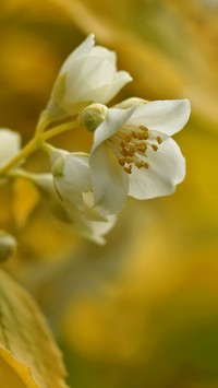 Jaśminowiec o bielutkich kwiatkach
