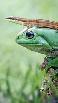 Jaszczurka siedzi na głowie żaby