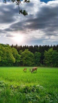 Jeleń i sarna polanie