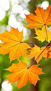 Jesienna kolorowa klonowa gałąź