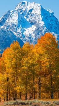 Jesienne drzewa na tle gór Teton Range