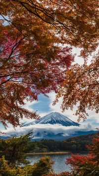 Jesienne drzewa na tle góry Fudżi