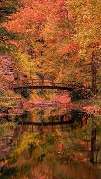 Jesienne drzewa przy moście w Stan Hywet Hall and Gardens