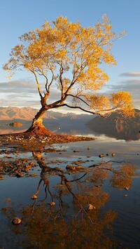 Jesienne drzewo w jeziorze Wanaka