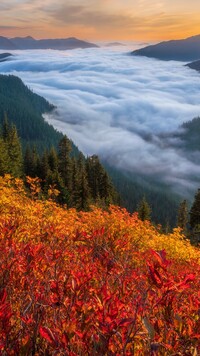 Jesienne rośliny na tle mgły nad doliną Snoqualmie Valley