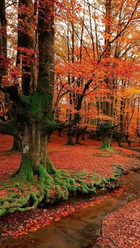 Jesienny las ze strumykiem w Hiszpanii