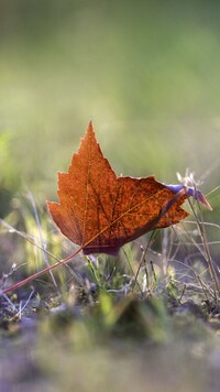Jesienny liść klonu na trawie