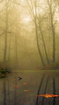 Jesienny staw w lesie otulonym mgłą