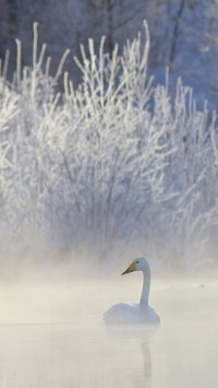 Jezioro łabędzie we mgle